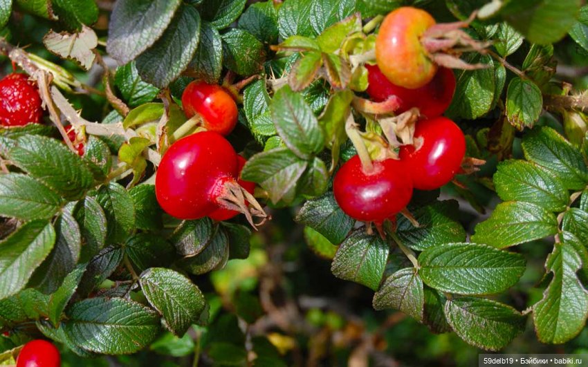 Паолочки с шиповником — Куклы Paola Reina (Паола Рейна): новинки (фото 2)