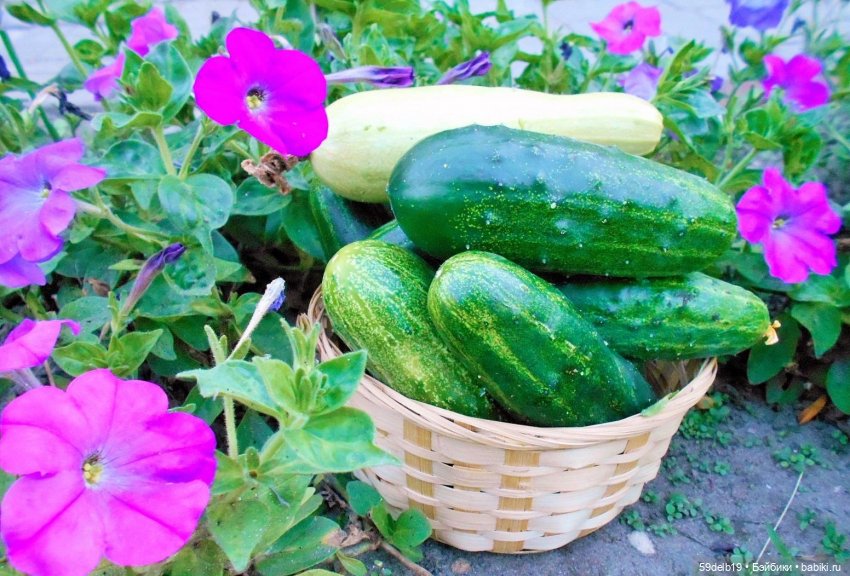 Вкусняшки от кукляшек, маринованные огурчики (фото 3)