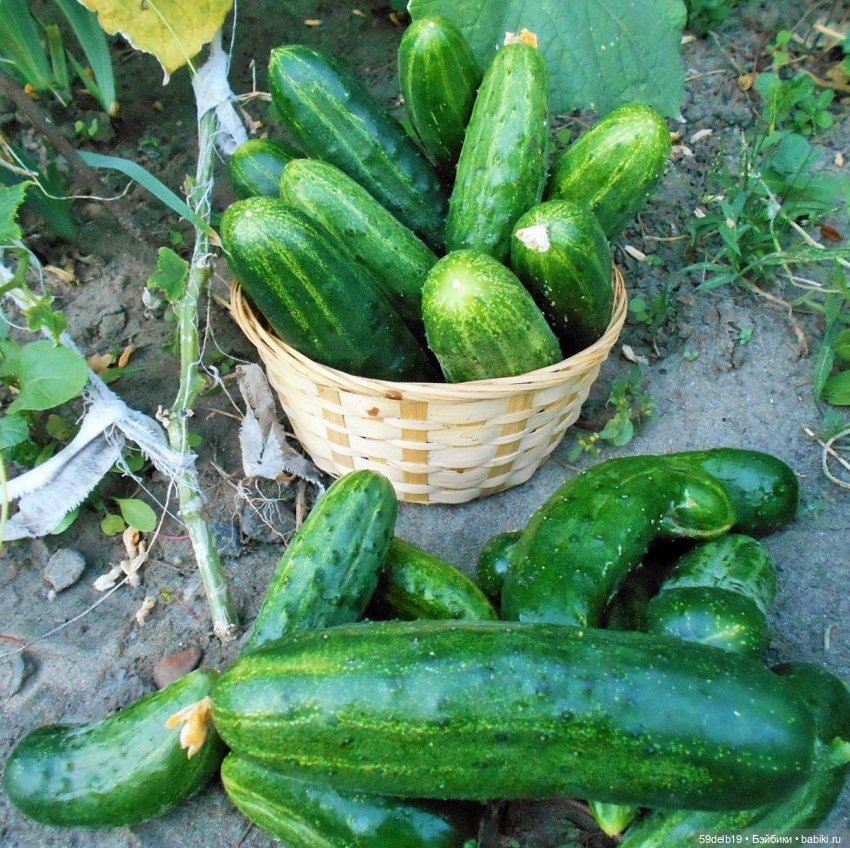 Вкусняшки от кукляшек, маринованные огурчики (фото 4)