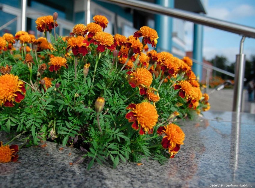 Бархатцы - осенние цветы — Одежда и обувь для кукол своими руками: фото (фото 9)