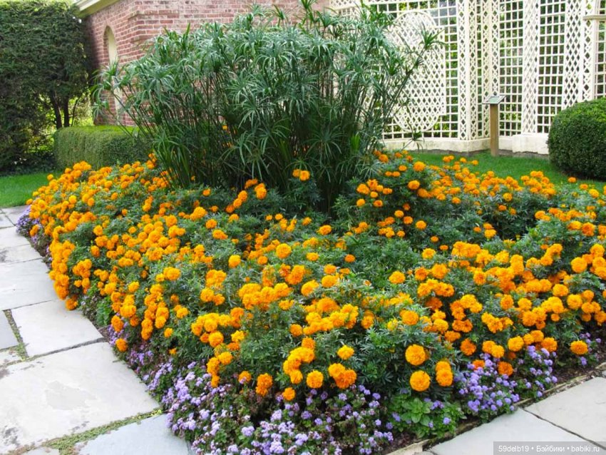 Бархатцы - осенние цветы — Одежда и обувь для кукол своими руками: фото (фото 2)