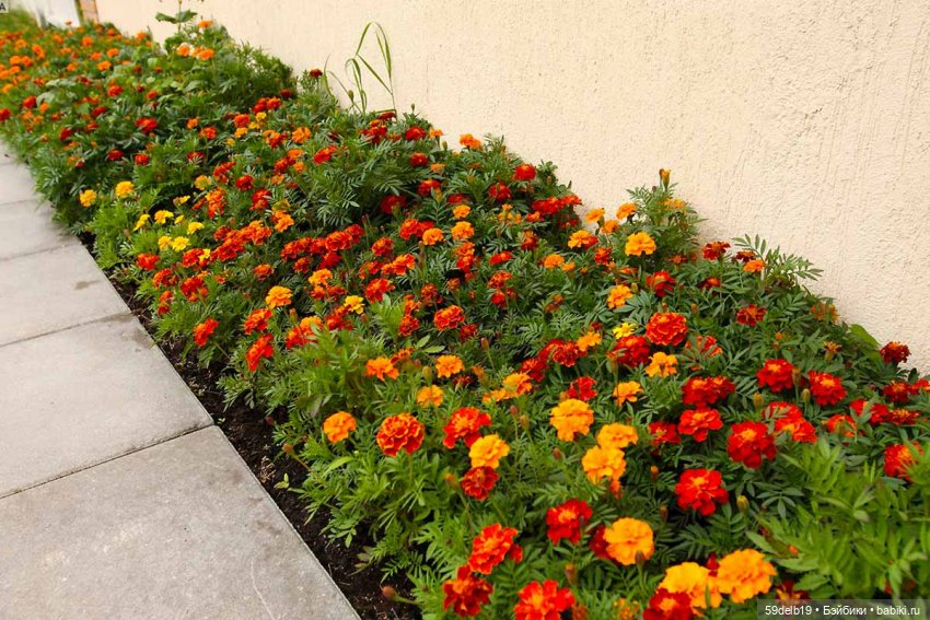 Бархатцы - осенние цветы — Одежда и обувь для кукол своими руками: фото