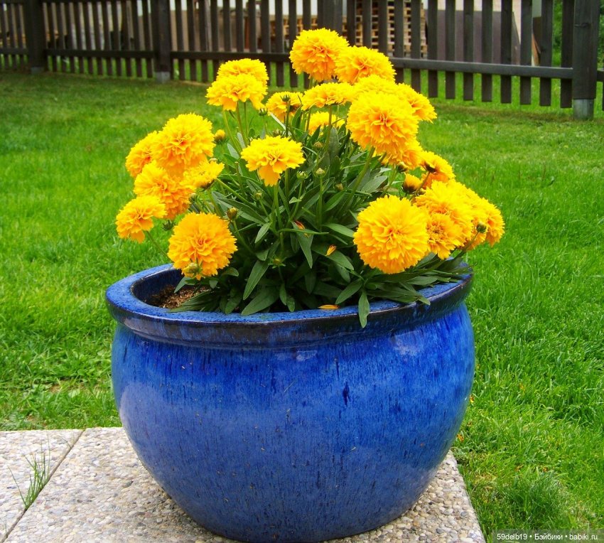 Бархатцы - осенние цветы — Одежда и обувь для кукол своими руками: фото (фото 6)