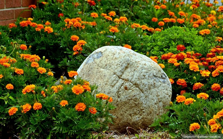 Бархатцы - осенние цветы — Одежда и обувь для кукол своими руками: фото