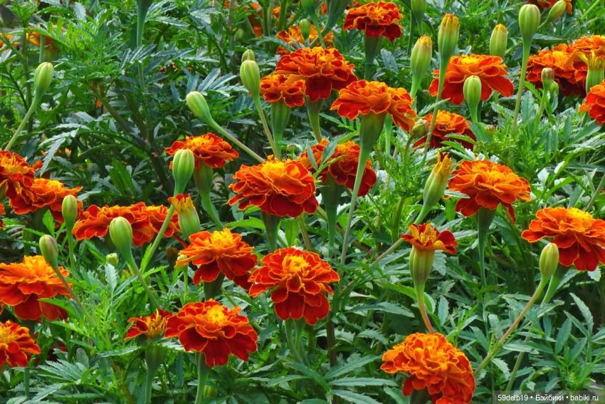 Одежда для кукол ГОТЦ 50см