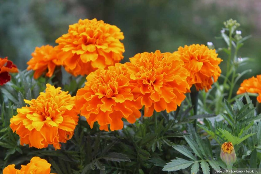 Бархатцы - осенние цветы — Одежда и обувь для кукол своими руками: фото (фото 3)