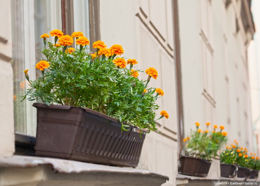 Бархатцы - осенние цветы — Одежда и обувь для кукол своими руками: фото