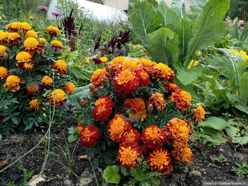 Бархатцы - осенние цветы — Одежда и обувь для кукол своими руками: фото (фото 8)