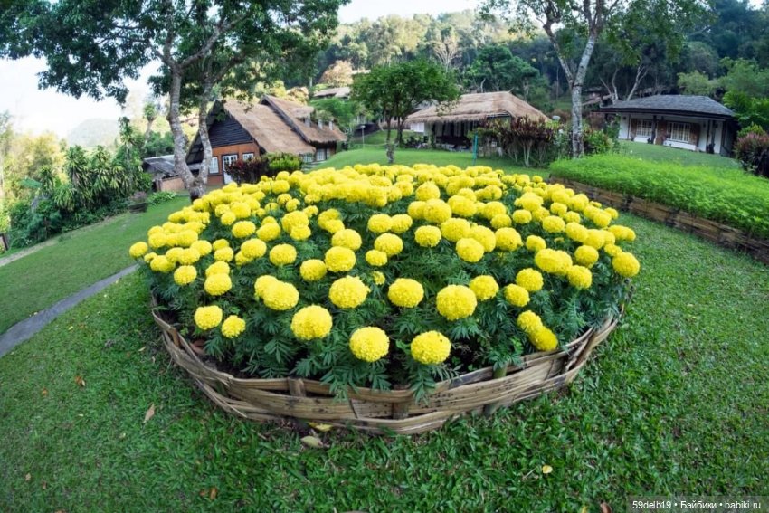 Бархатцы - осенние цветы — Одежда и обувь для кукол своими руками: фото (фото 7)