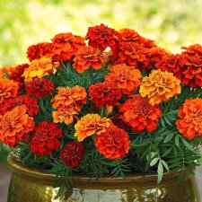 Бархатцы - осенние цветы