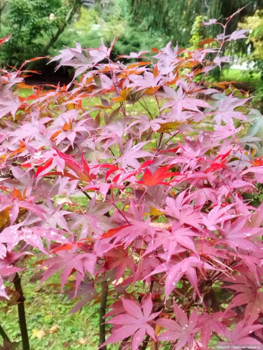 Спешит, кружит листвою осень