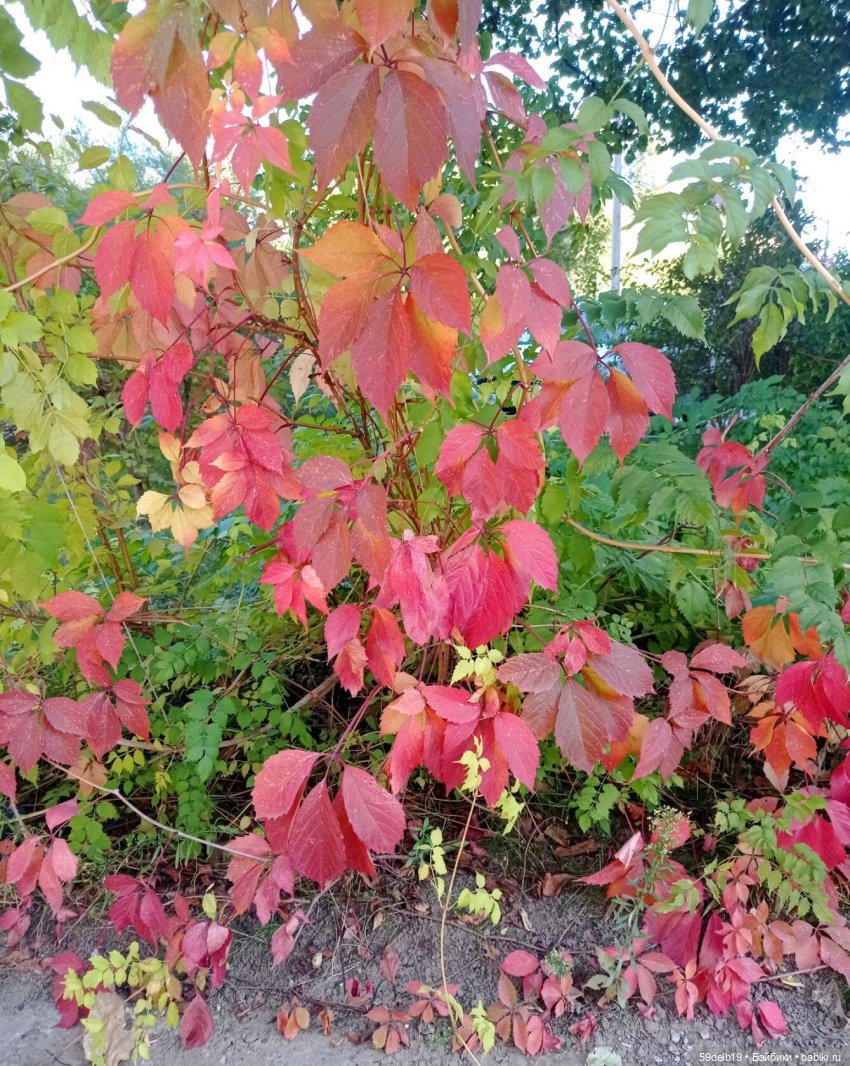 Спешит, кружит листвою осень (фото 3)