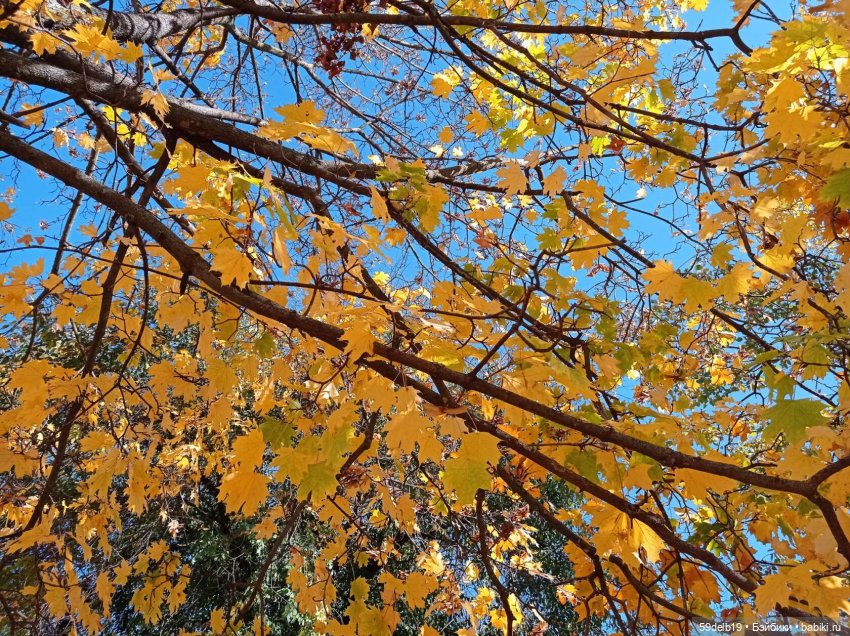 Спешит, кружит листвою осень (фото 4)