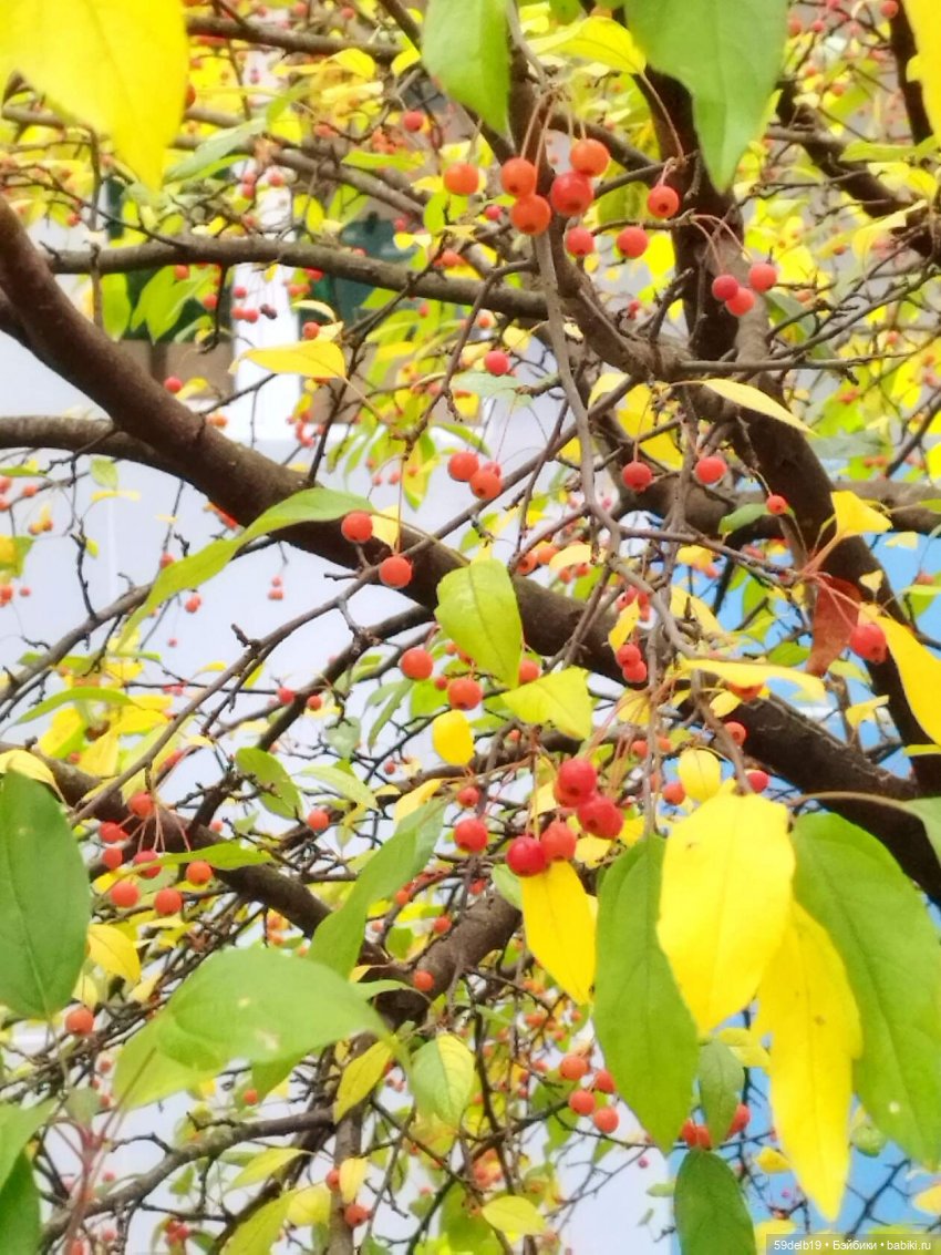 Спешит, кружит листвою осень (фото 5)