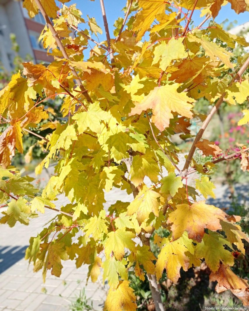 Спешит, кружит листвою осень (фото 2)