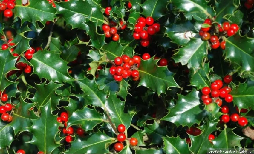 Какие цвета у Рождества — Одежда и обувь для кукол своими руками: фото