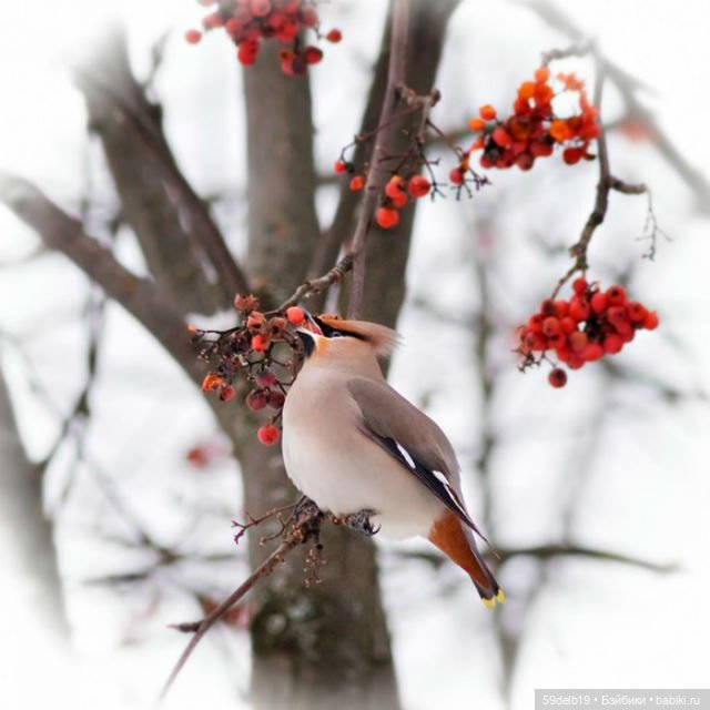 Новинки Новогоднего гардероба для паолочек | Бэйбики Новинки Новогоднего гардероба для паолочек