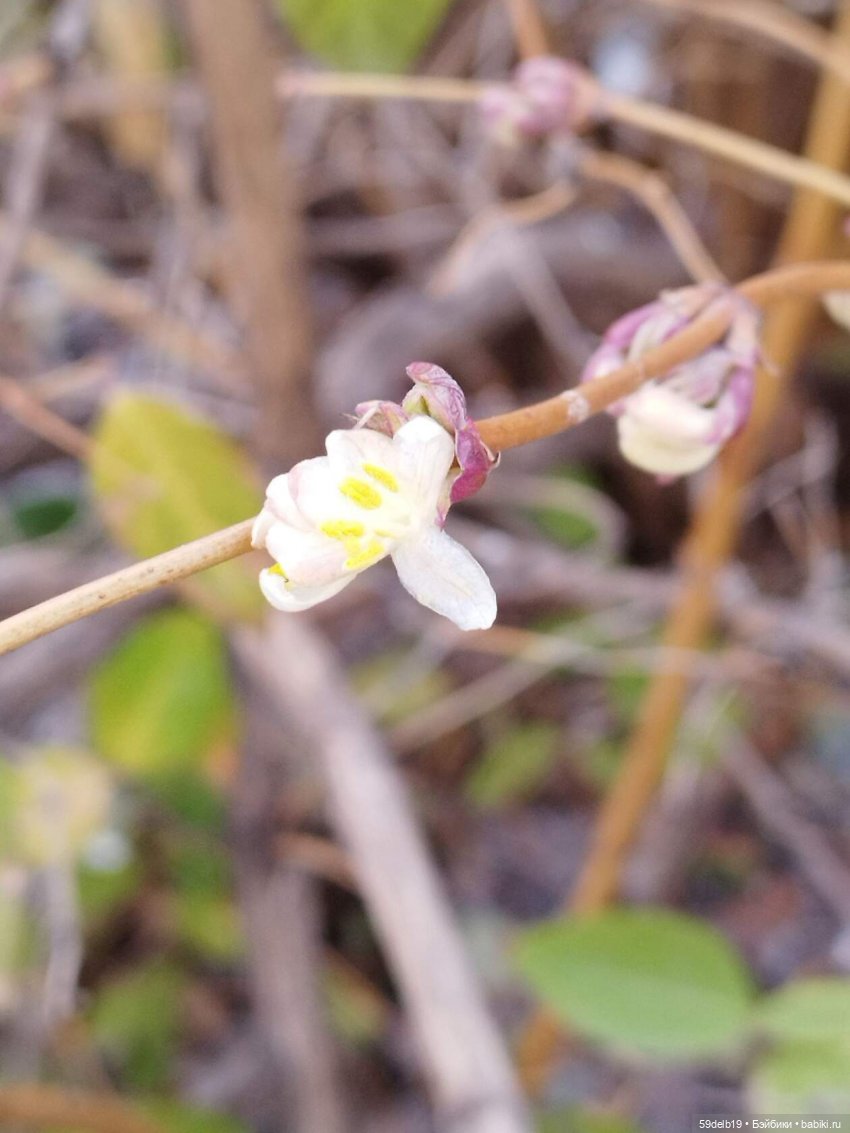 Весна, цветут кустарники, Краснодар