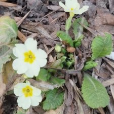 С первым Днем Весны