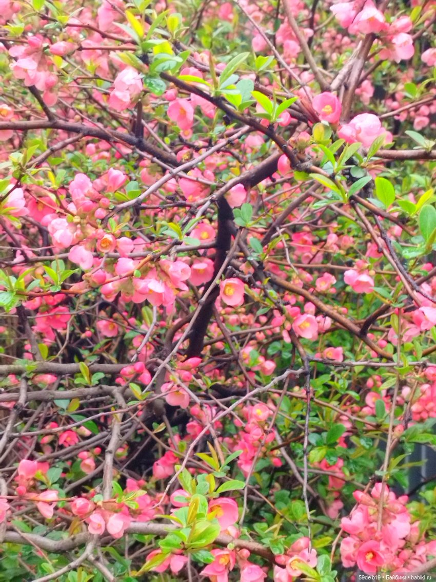 Тея и японская айва — Куклы Baboliy (Баболи (фото 3)