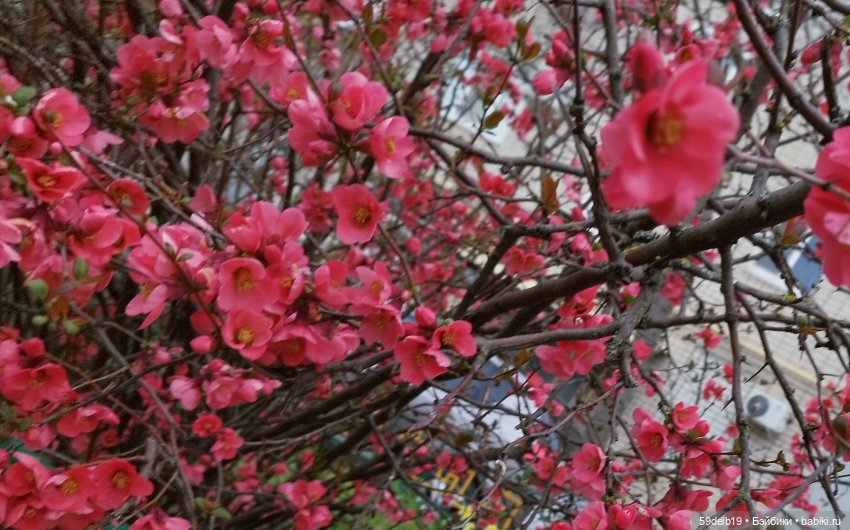 Тея и японская айва | Бэйбики Тея и японская айва — Куклы Baboliy (Баболи