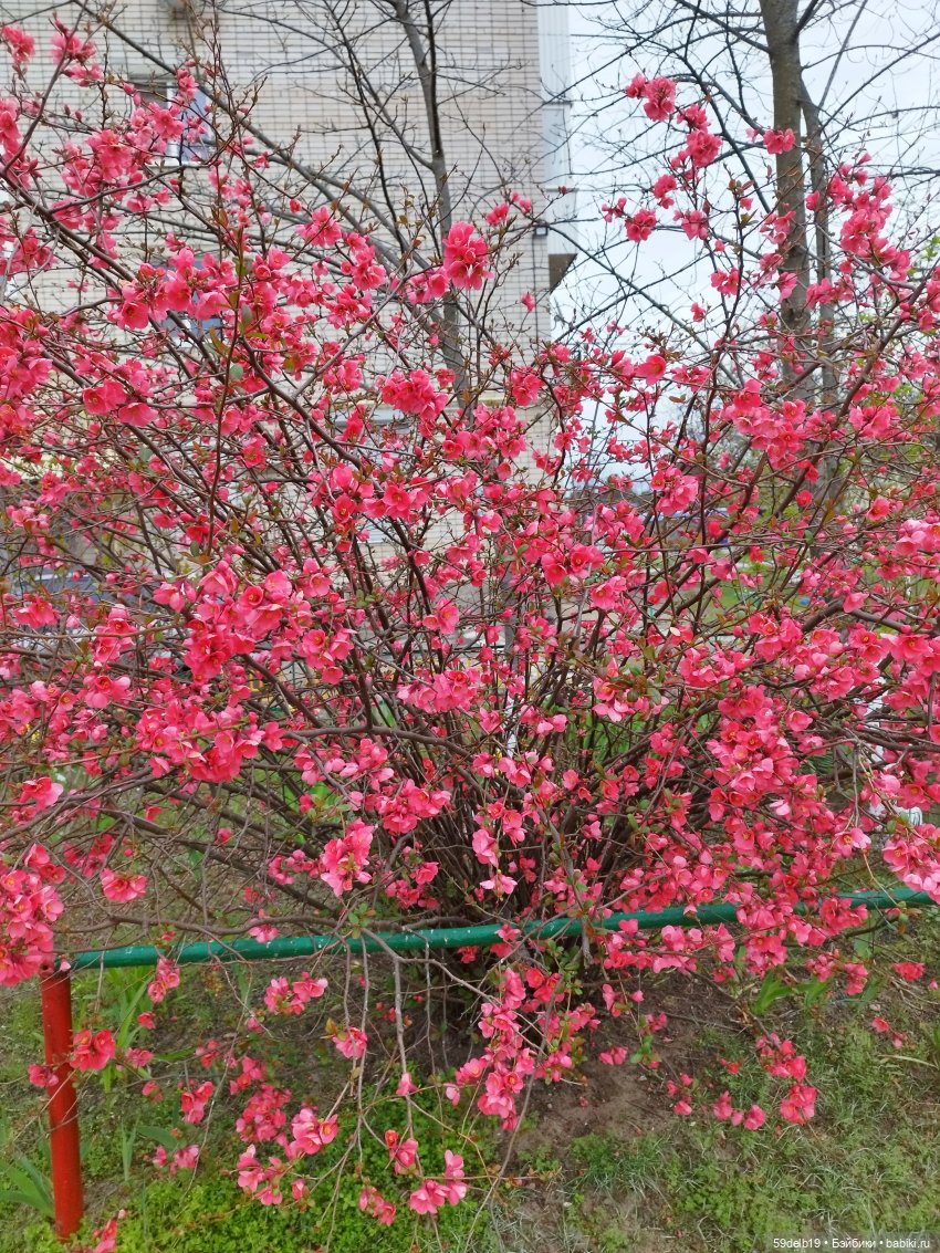 Тея и японская айва | Бэйбики Тея и японская айва — Куклы Baboliy (Баболи (фото 2)