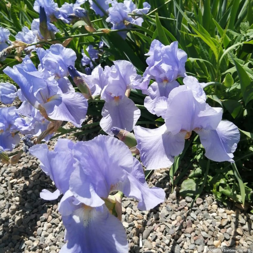 Комплектик для баболечки ростом 15 см с вышивкой "Голубые ирисы"