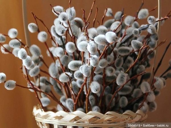 Всех с Вербным Воскресеньем (фото 2)