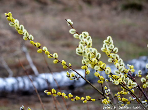 Всех с Вербным Воскресеньем (фото 7)