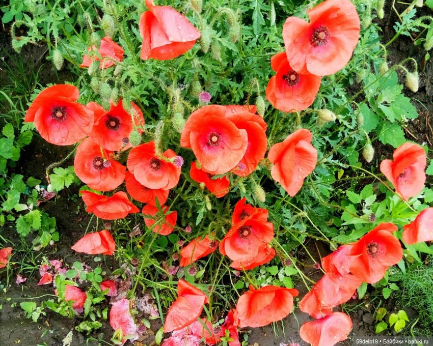 Фотосессия с маками | Бэйбики Фотосессия с маками — Одежда и обувь для кукол своими руками: фото (фото 2)