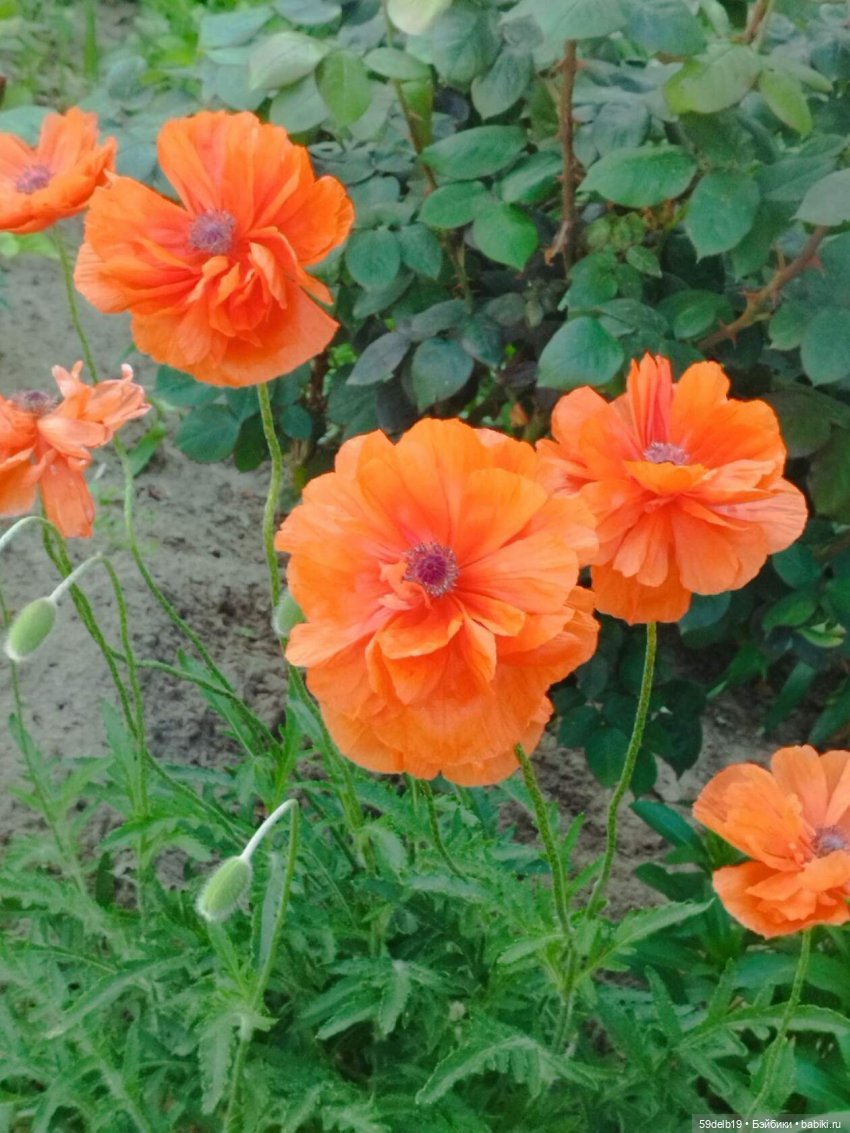 Фотосессия с маками | Бэйбики Фотосессия с маками — Одежда и обувь для кукол своими руками: фото