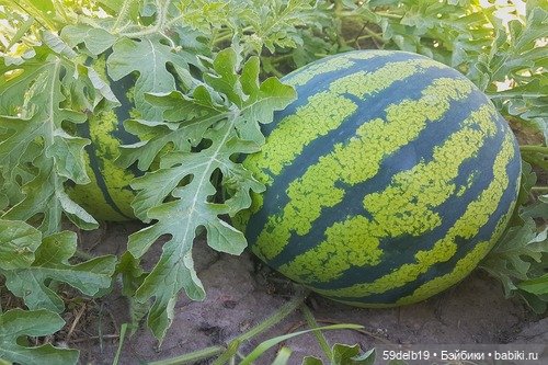 "Арбузное настроение" - платье для кукол ГОТЦ ростом 48-50 см | Бэйбики "Арбузное настроение" - платье для кукол ГОТЦ ростом 48-50 см