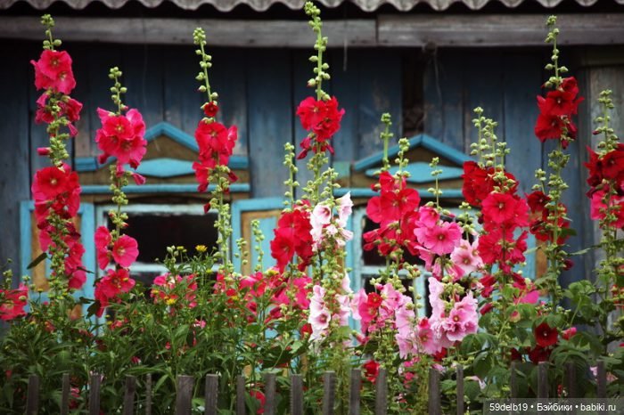 Новый комплектик для баболечки ростом 16 см "Мальвы" | Бэйбики Новый комплектик для баболечки ростом 16 см "Мальвы" (фото 2)