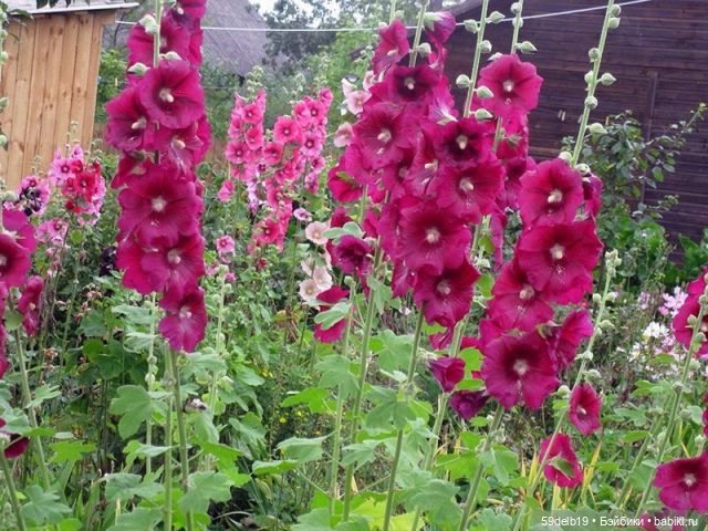 Новый комплектик для баболечки ростом 16 см "Мальвы" | Бэйбики Новый комплектик для баболечки ростом 16 см "Мальвы" (фото 3)