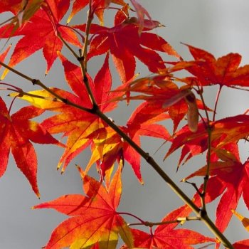 Кленовый лист, красный лист кленовый🍁🍁🍁