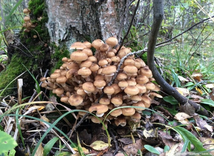 Мия и мухоморы — Куклы Baboliy (Баболи