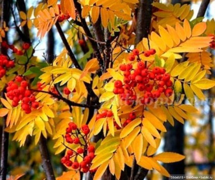 Рябин пылающие кисти — Одежда и обувь для кукол своими руками: фото (фото 5)