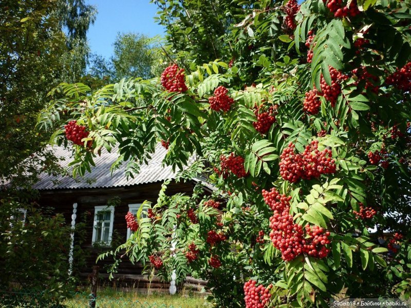 Рябин пылающие кисти — Одежда и обувь для кукол своими руками: фото (фото 4)