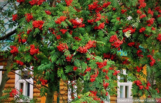 Рябин пылающие кисти — Одежда и обувь для кукол своими руками: фото (фото 3)