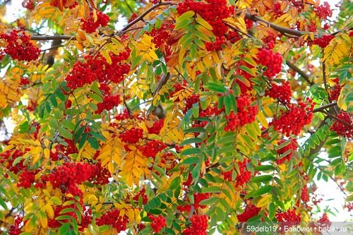 Рябин пылающие кисти — Одежда и обувь для кукол своими руками: фото (фото 7)