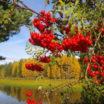 Рябин пылающие кисти