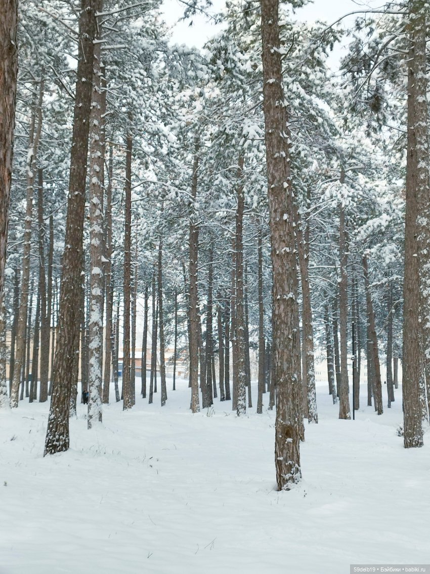 Зимний лес Зимний лес