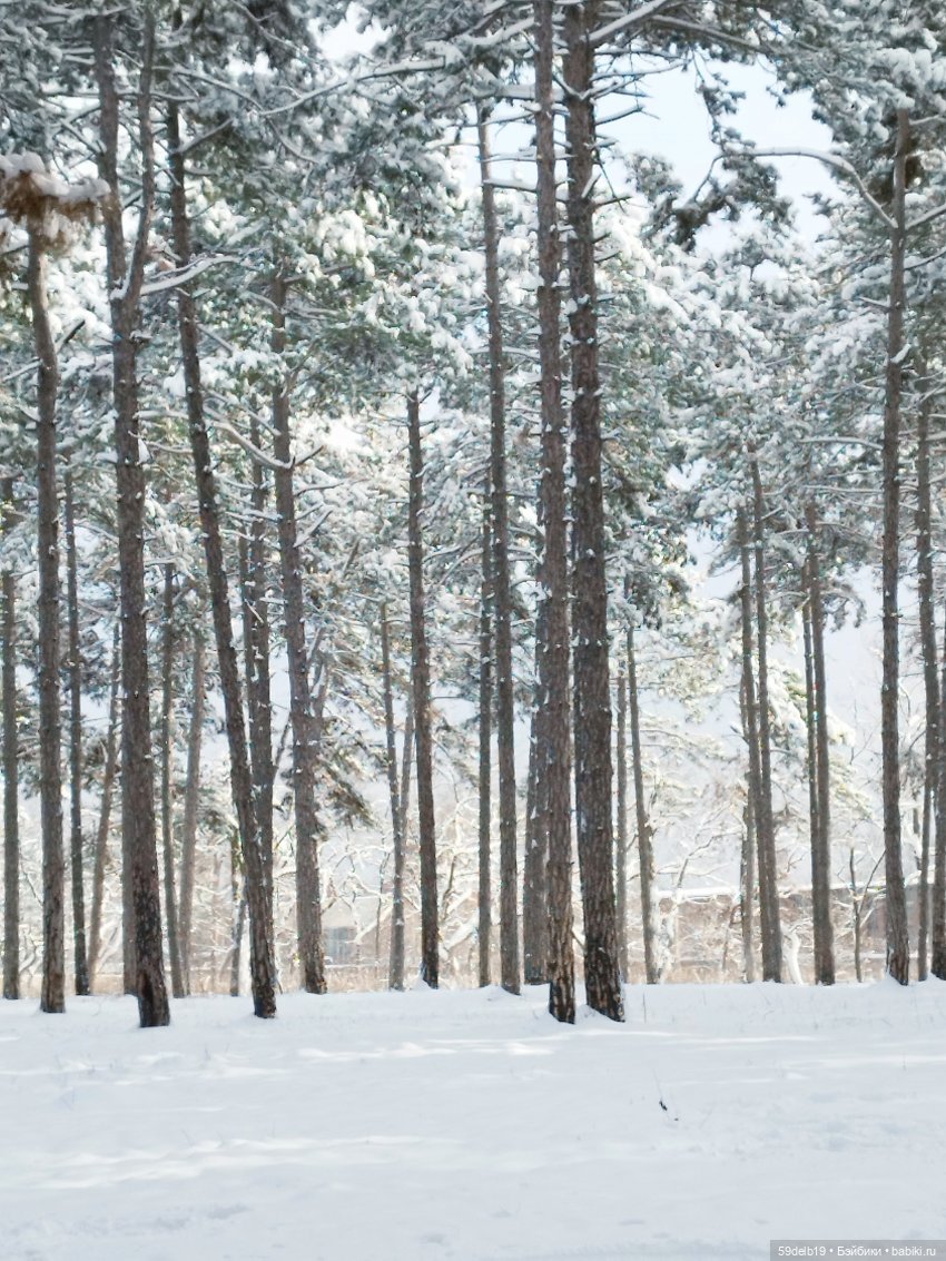 Зимний лес Зимний лес