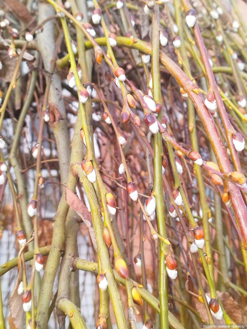 На носу Новый Год, а у нас повеяло весною | Бэйбики На носу Новый Год, а у нас повеяло весною (фото 2)