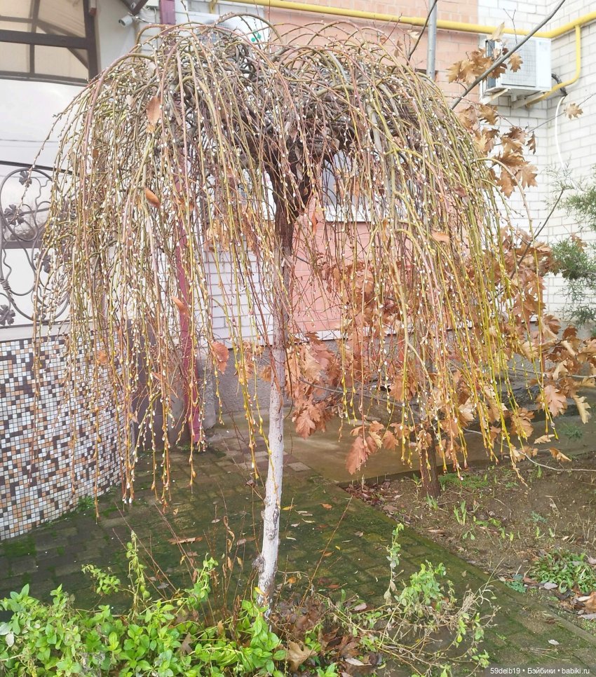 На носу Новый Год, а у нас повеяло весною | Бэйбики На носу Новый Год, а у нас повеяло весною