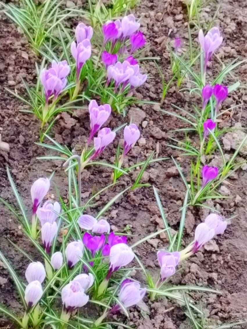 Сады цветут, цветы цветут, а бабольки гуляют (фото 4)