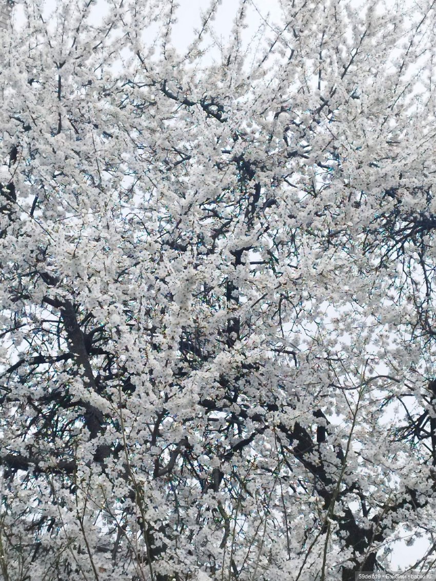 Сады цветут, цветы цветут, а бабольки гуляют