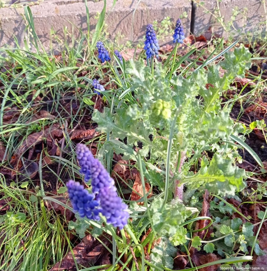 Сады цветут, цветы цветут, а бабольки гуляют (фото 3)