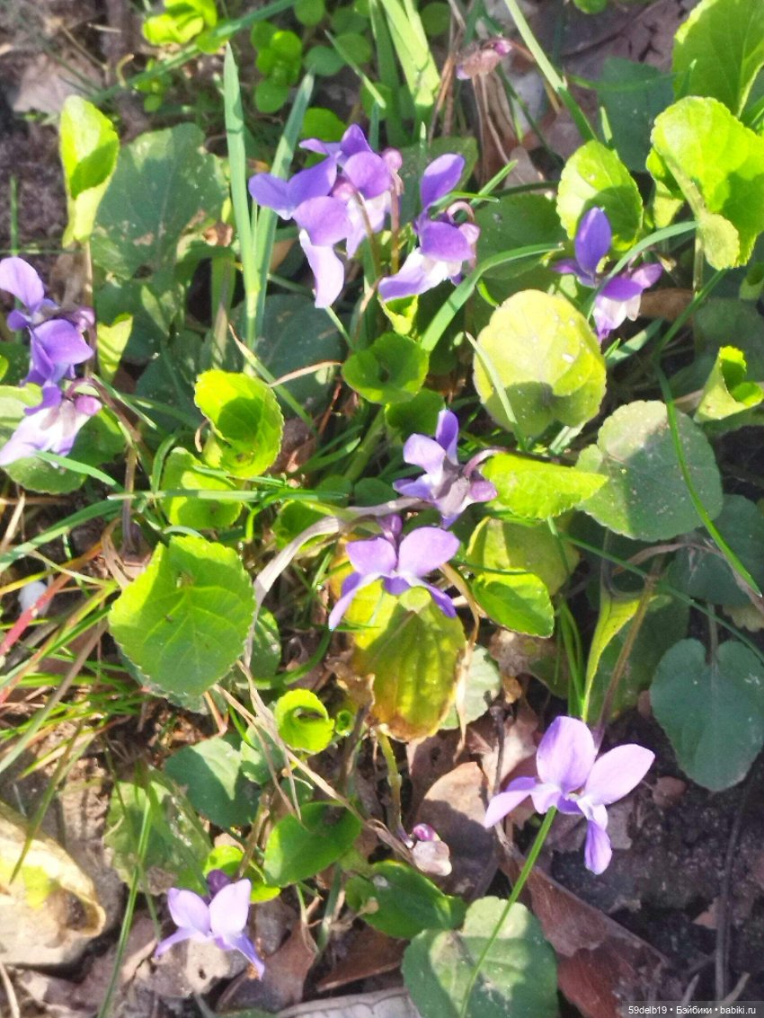 Сады цветут, цветы цветут, а бабольки гуляют (фото 7)