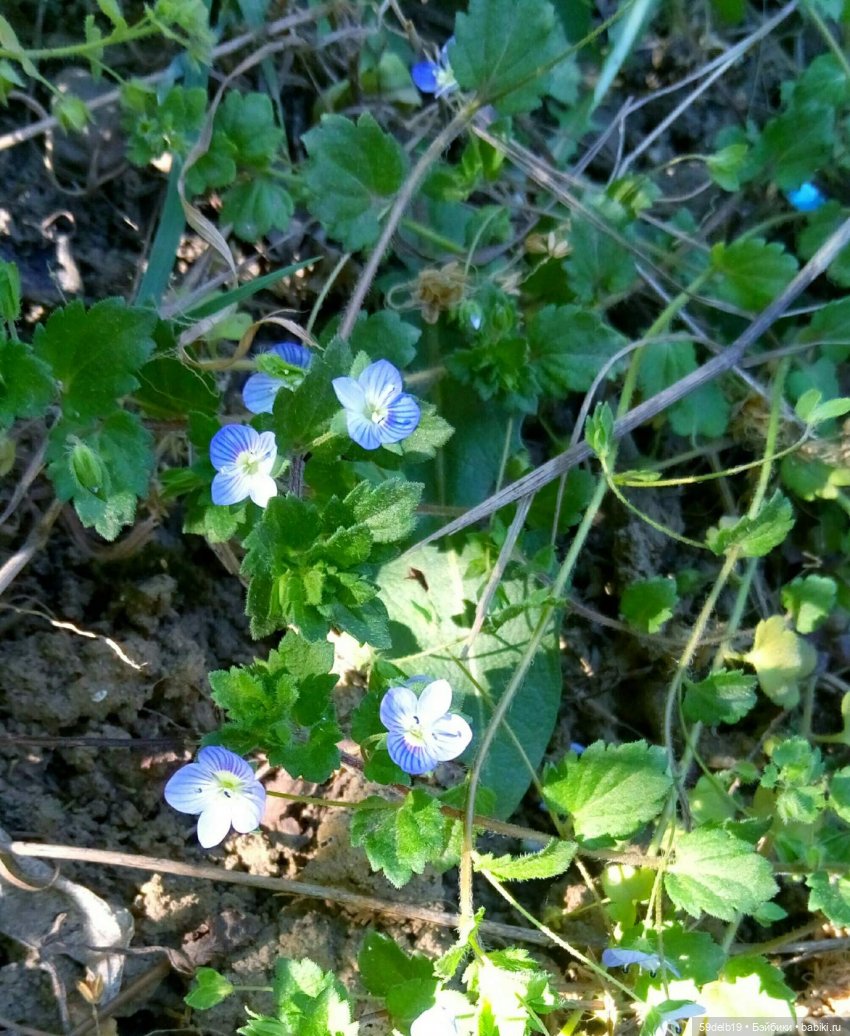 Сады цветут, цветы цветут, а бабольки гуляют (фото 5)